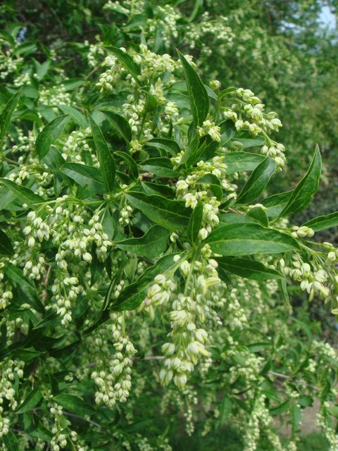 Fontanesia phillyreoides subsp.fortunei fleur